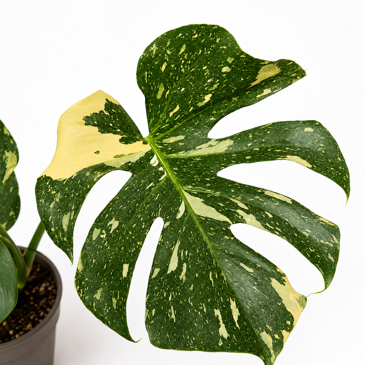 monstera thai constellation planta coleccion