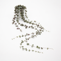ceropegia woodii xl