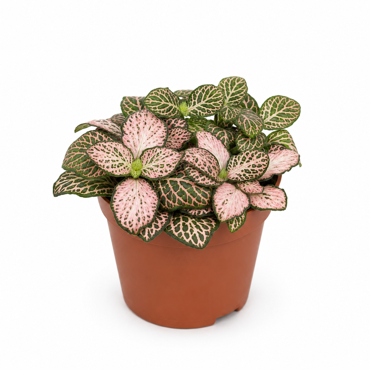 fitonia rosa terrarios