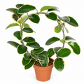 hoya-australis-blondie-planta-interior
