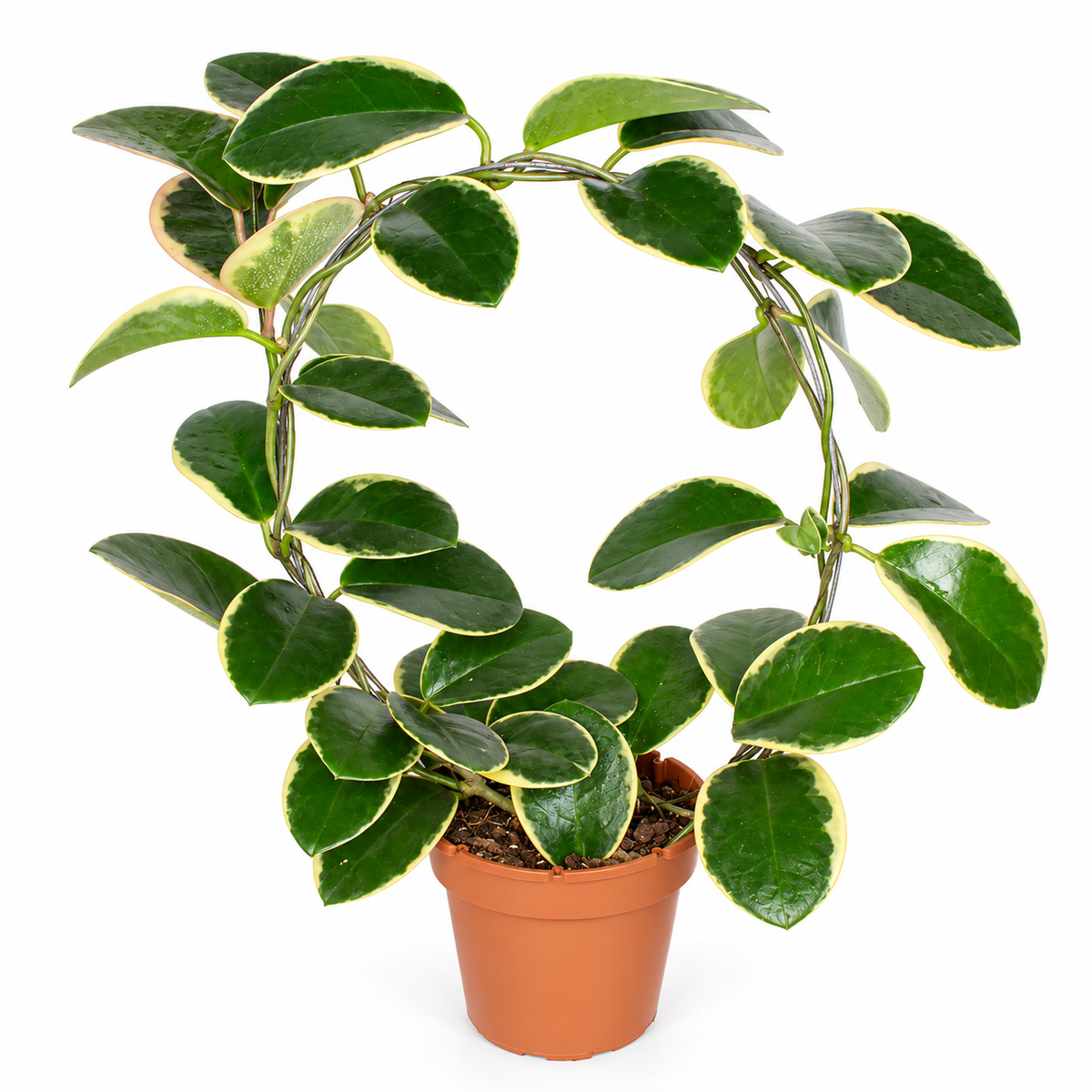 hoya-australis-blondie-planta-interior