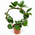 hoya australis verde 