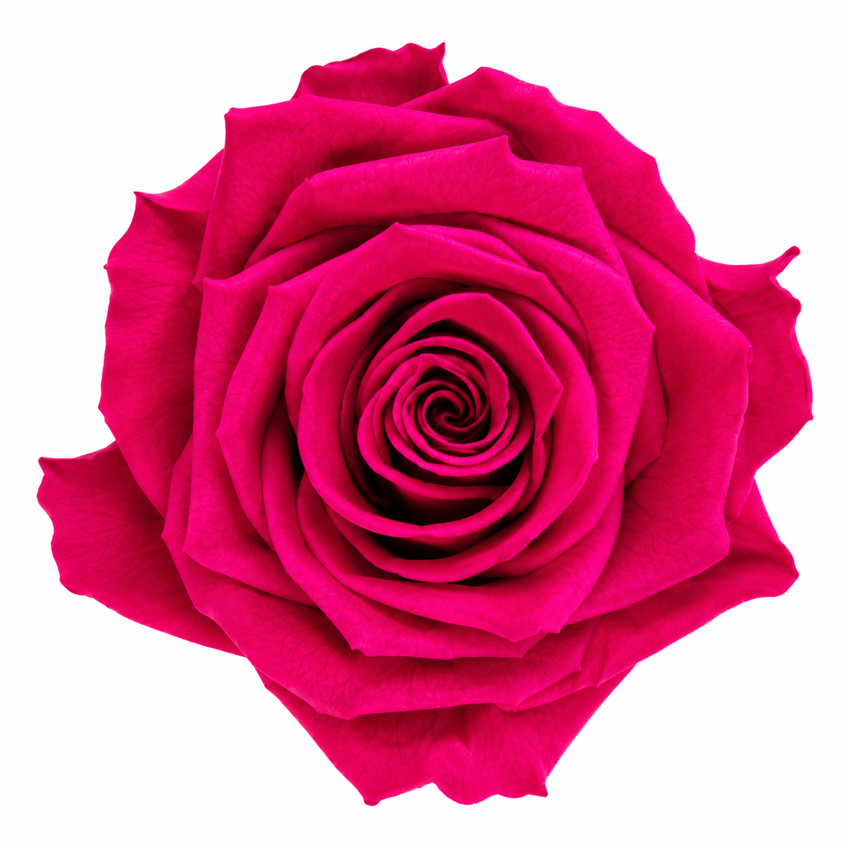 cabeza rosa preservada fucsia
