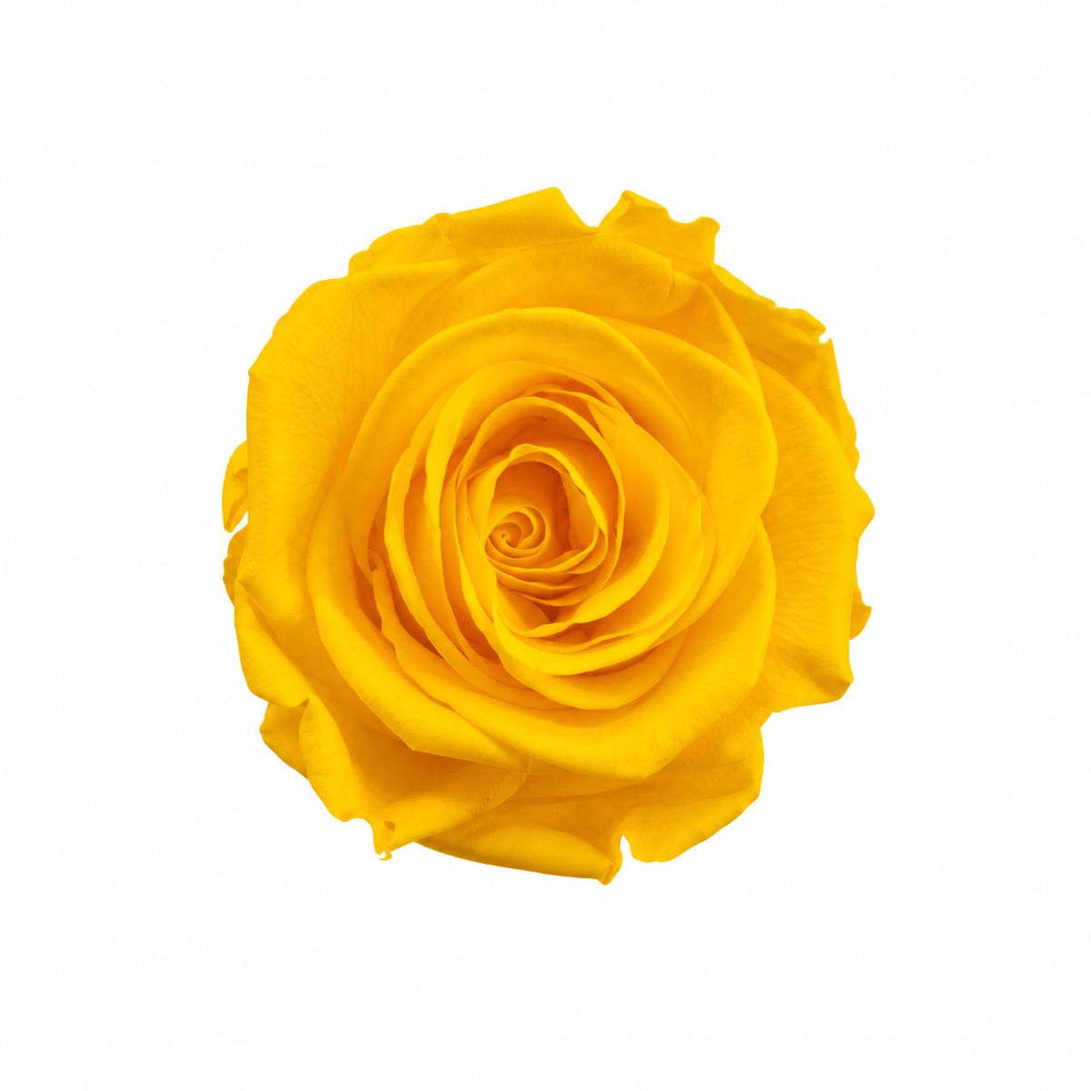 cabeza rosa preservada amarillo
