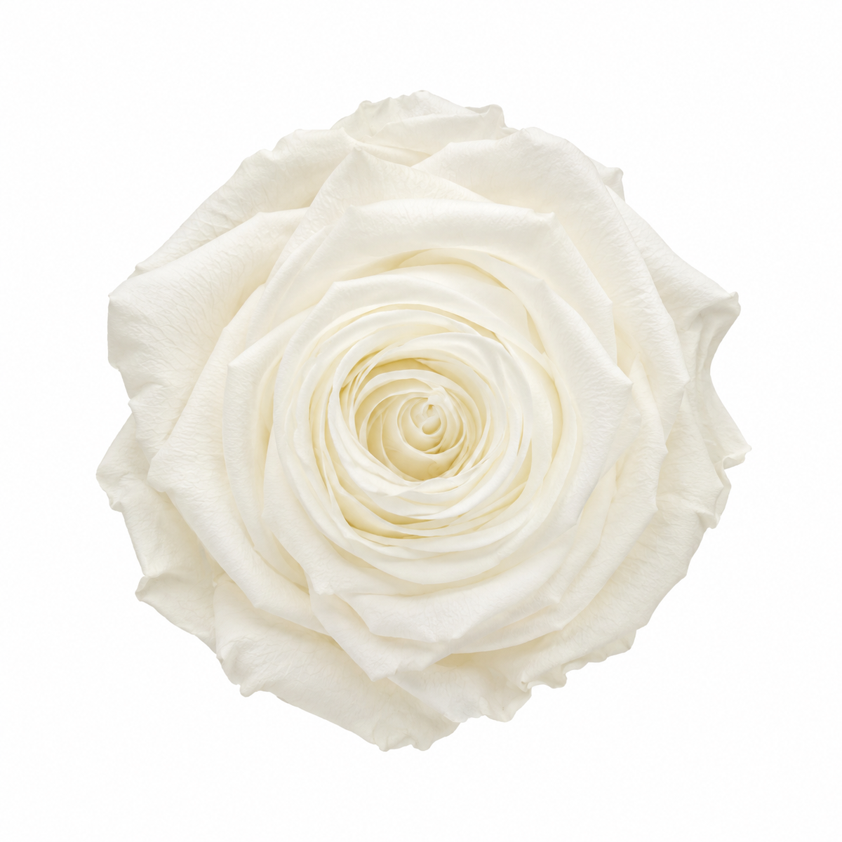 cabeza rosa preservada blanco