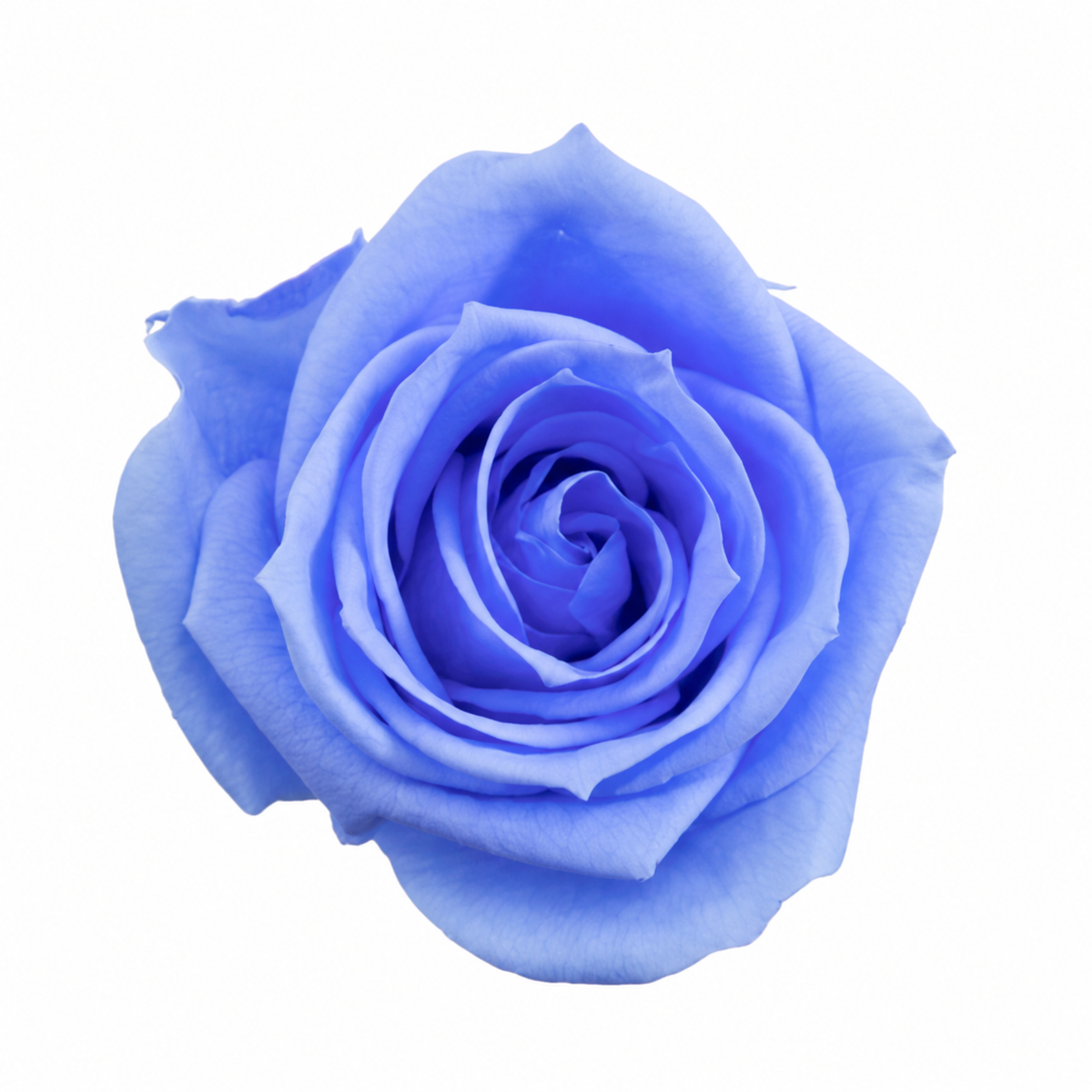 cabeza rosa preservada azul