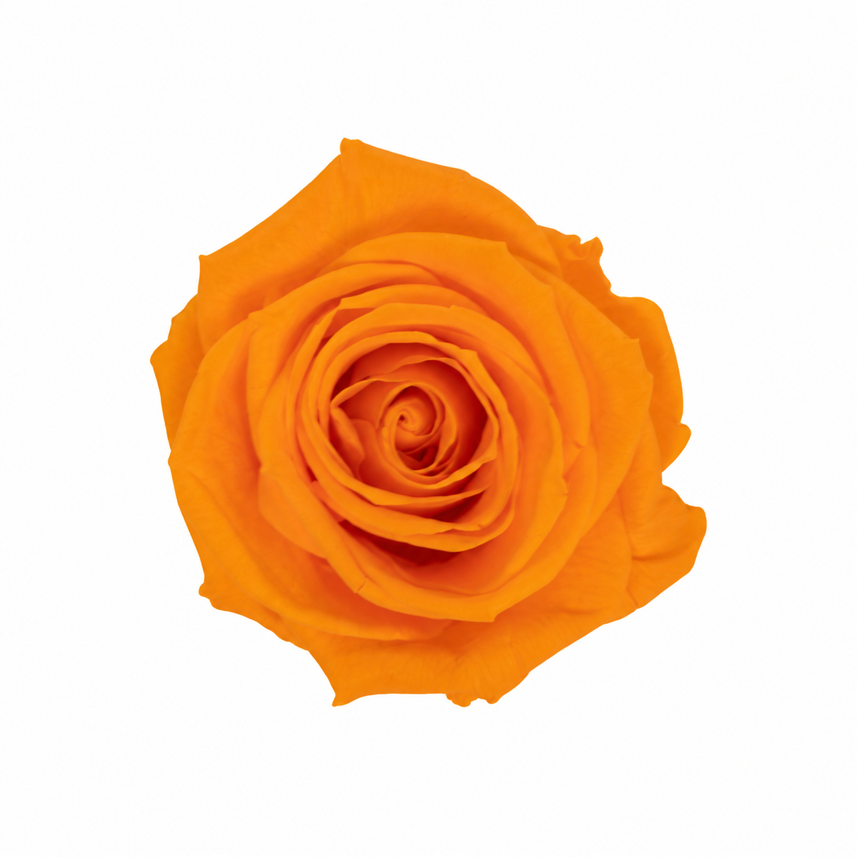 cabeza rosa preservada naranja