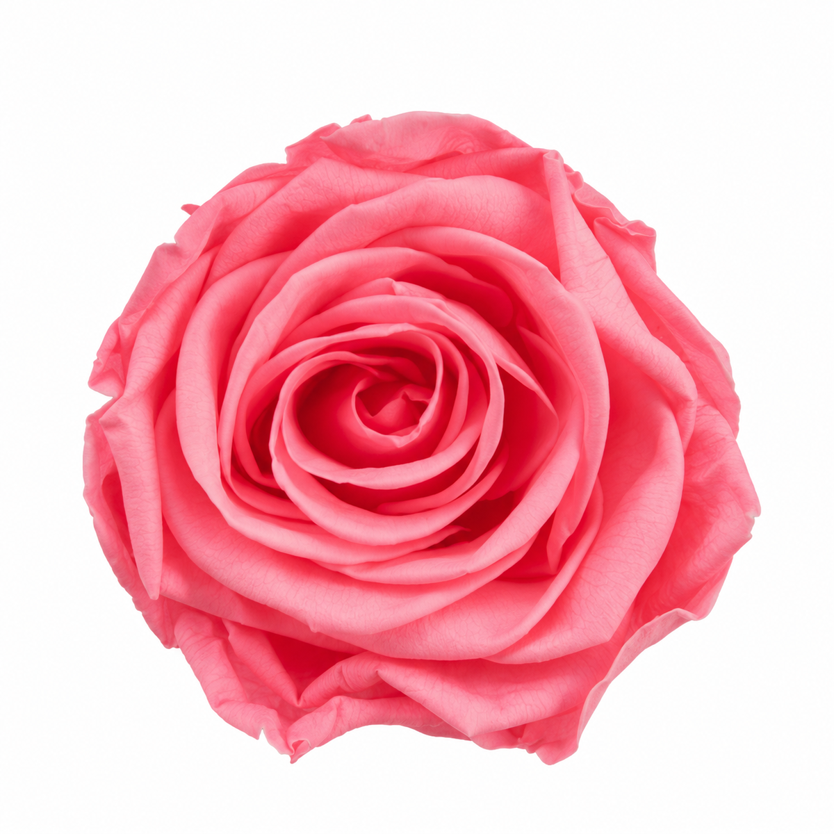 cabeza rosa preservada rosa