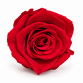 cabeza rosa preservada rojo