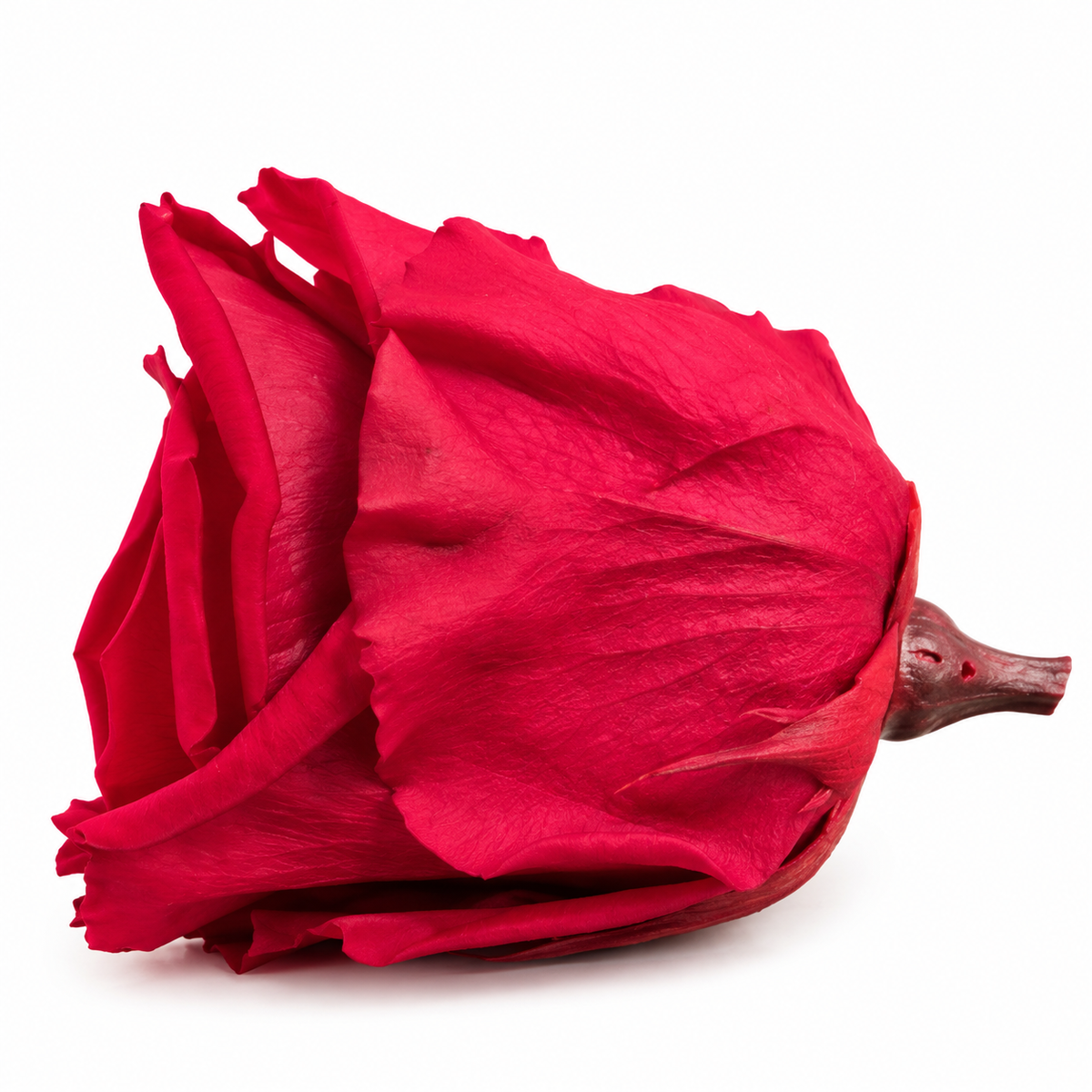 Cabeza Rosa Preservada (Varios Colores)