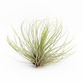tillandsia fuchsii