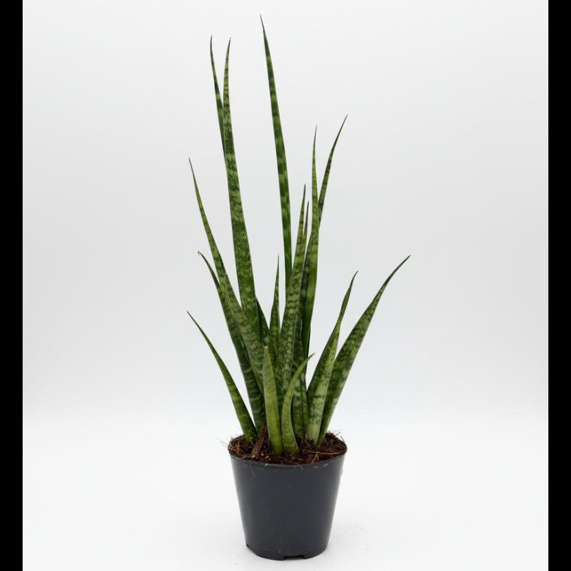 Sansevieria Fernwood Punk M