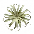 Tillandsia Harrisii L
