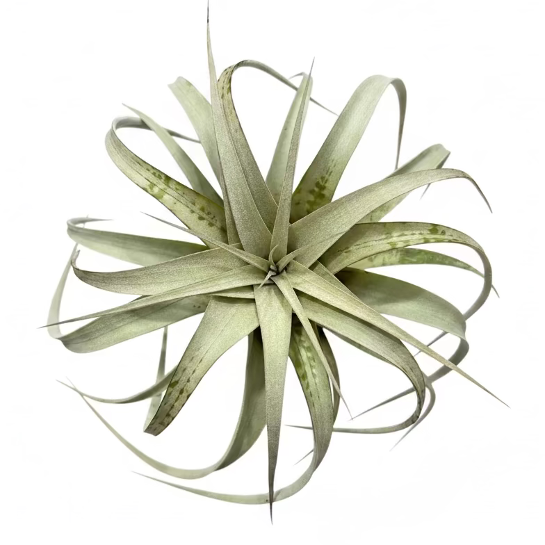 Tillandsia Harrisii L