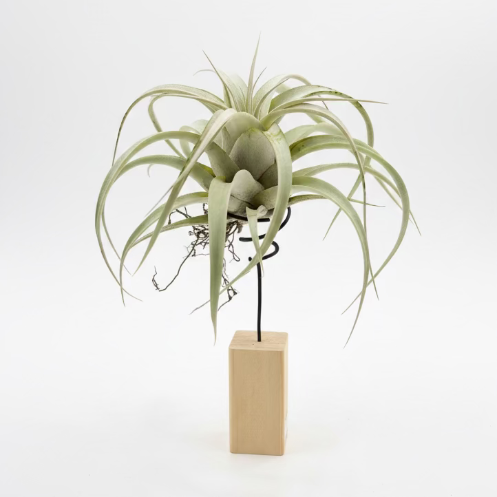 Tillandsia Harrisii L
