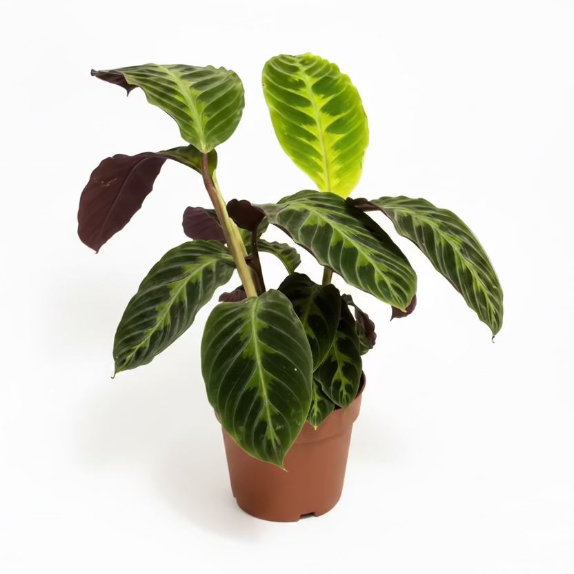 calathea warscewiczii
