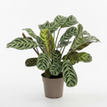 ctenanthe burle marxii