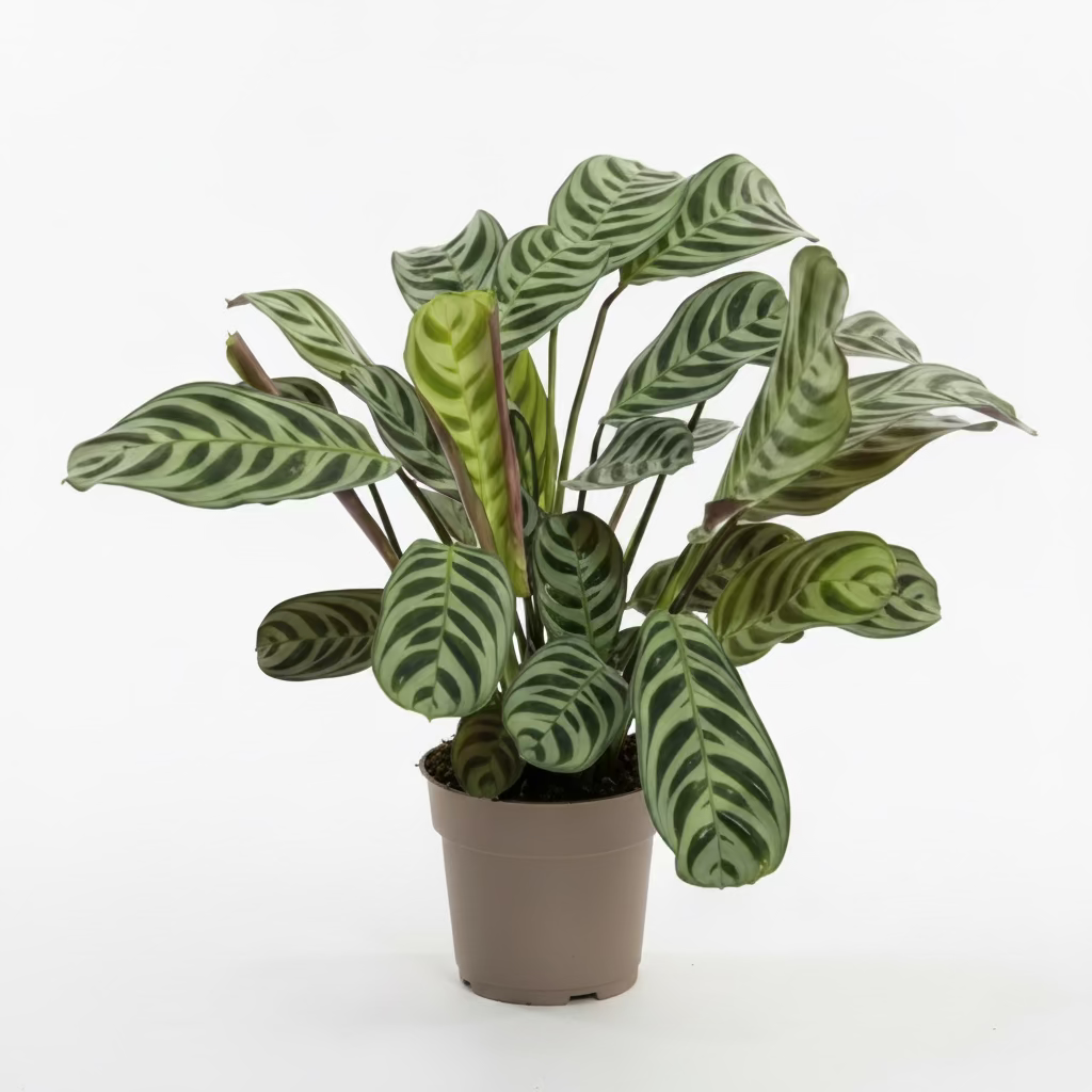 ctenanthe burle marxii