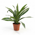 dracaena fragrans white jewel