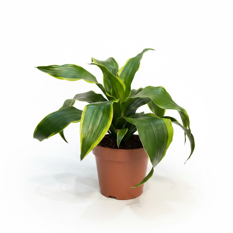 Dracaena 'Tornado' Lemon Lime