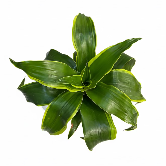 Dracaena 'Tornado' Lemon Lime