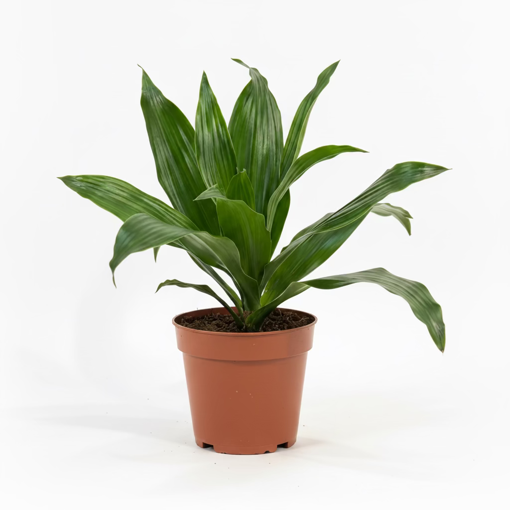 dracaena fragrans compacta