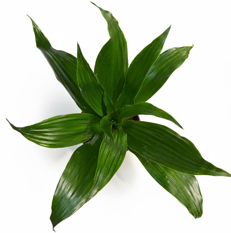 planta de interior dracaena