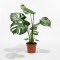 monstera deliciosa, planta monstera deliciosa, monstera de interior