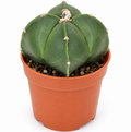 Astrophytum Myriostigma Nudum Quadricostatum