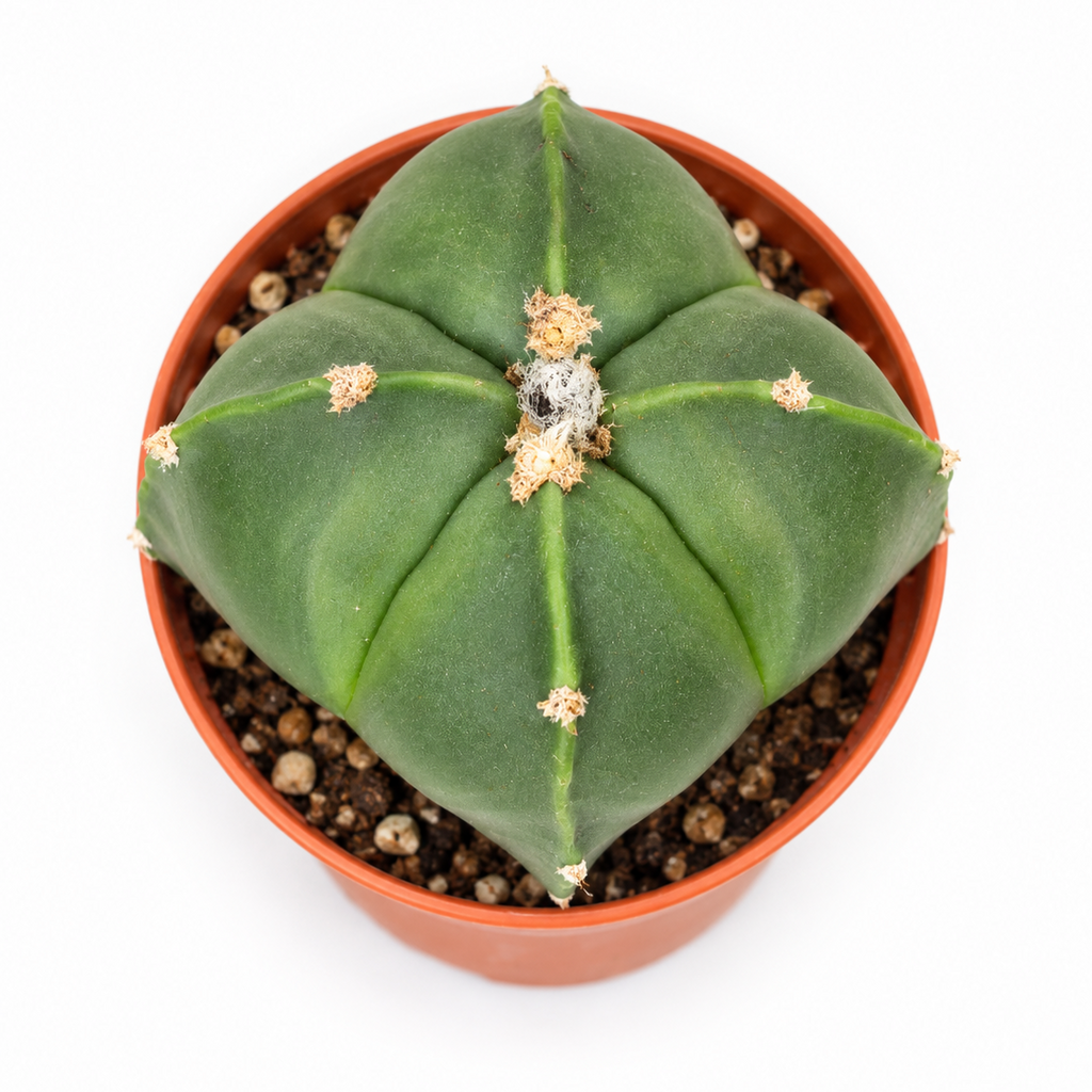 Astrophytum Myriostigma Nudum Quadricostatum