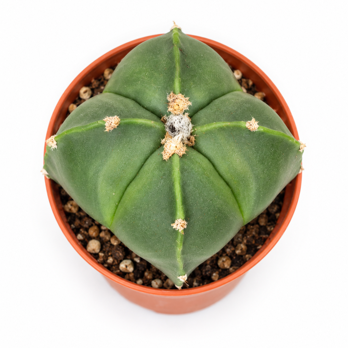 Astrophytum Myriostigma Nudum Quadricostatum