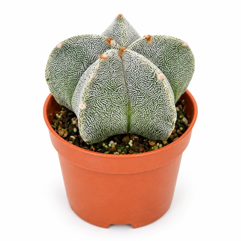 Astrophytum Myriostigma