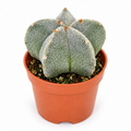 Astrophytum Myriostigma