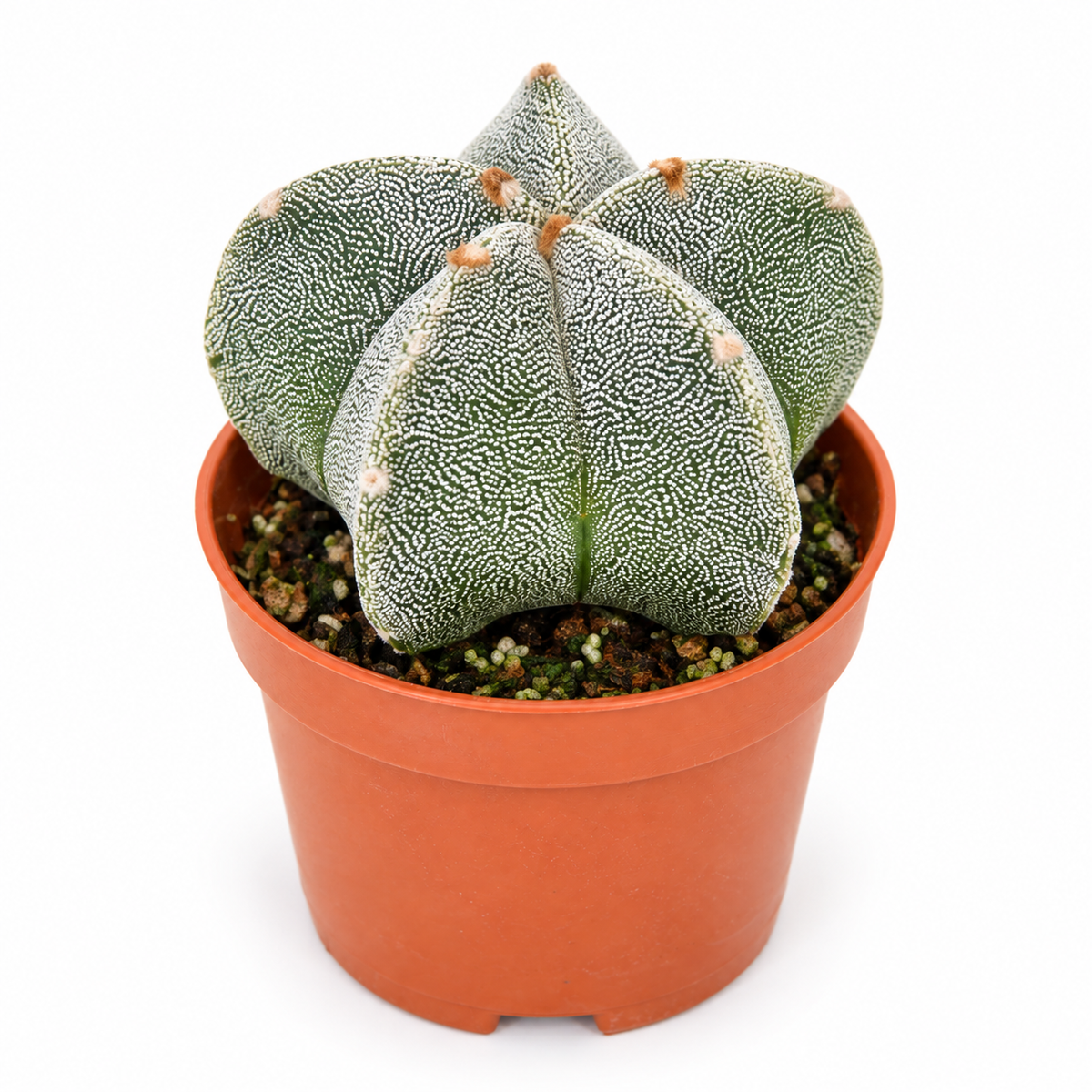 Astrophytum Myriostigma