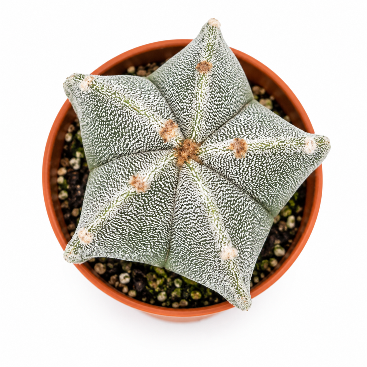 Astrophytum Myriostigma