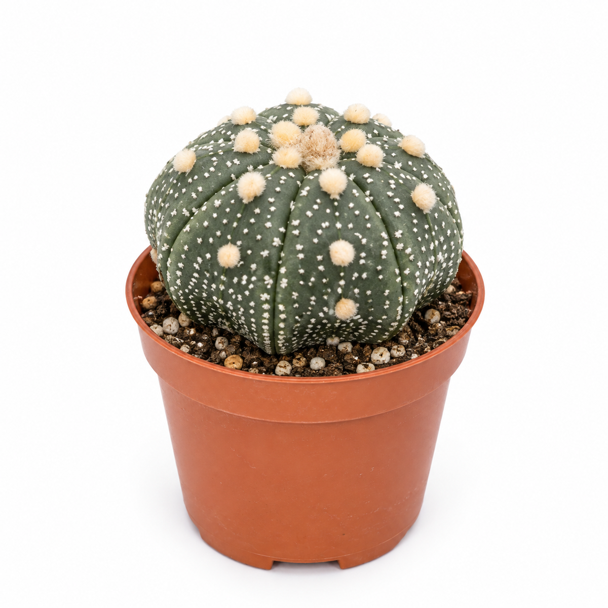 Astrophytum Asterias “Superkabuto”