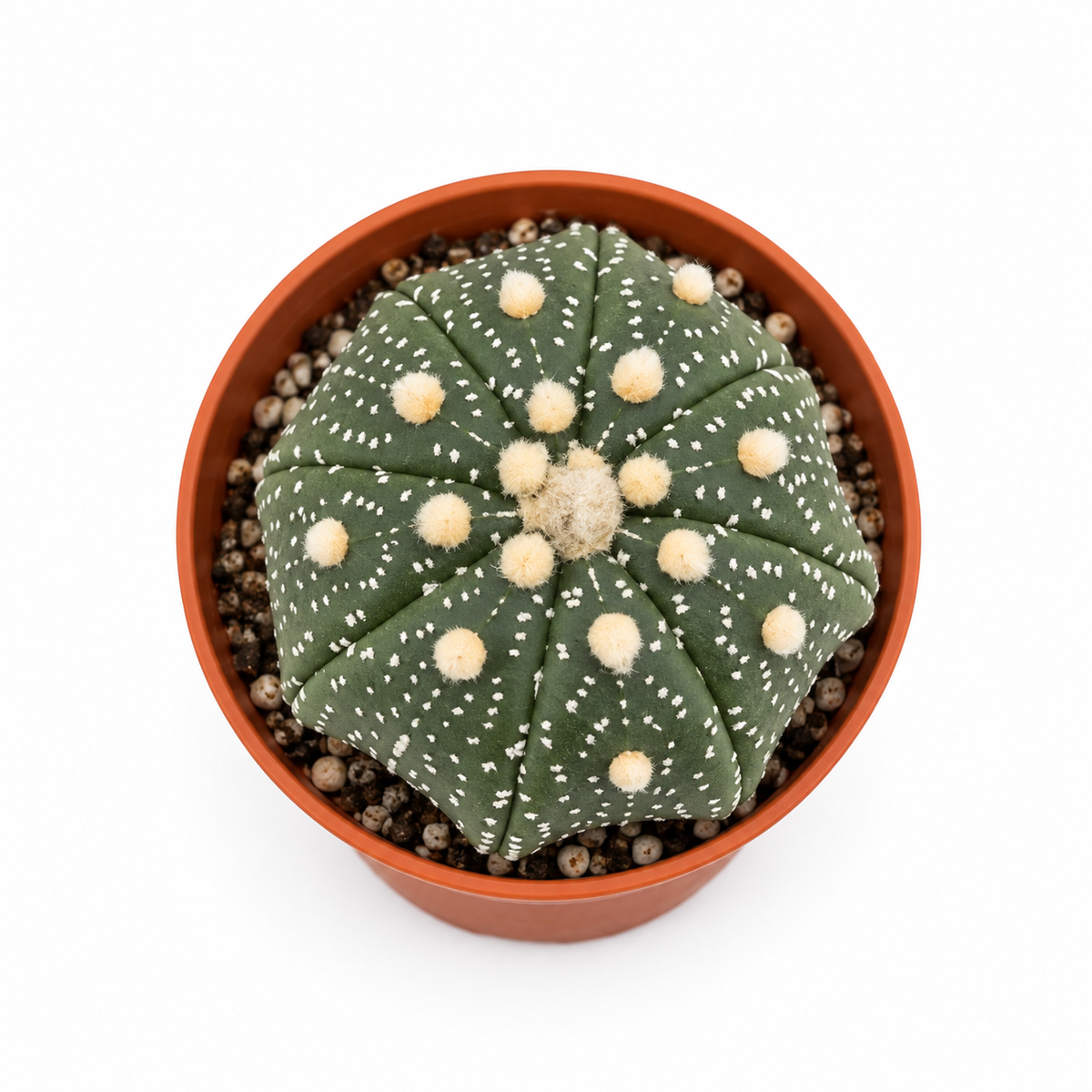 Astrophytum Asterias “Superkabuto”