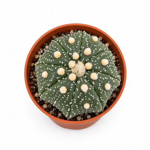 Astrophytum Asterias “Superkabuto”