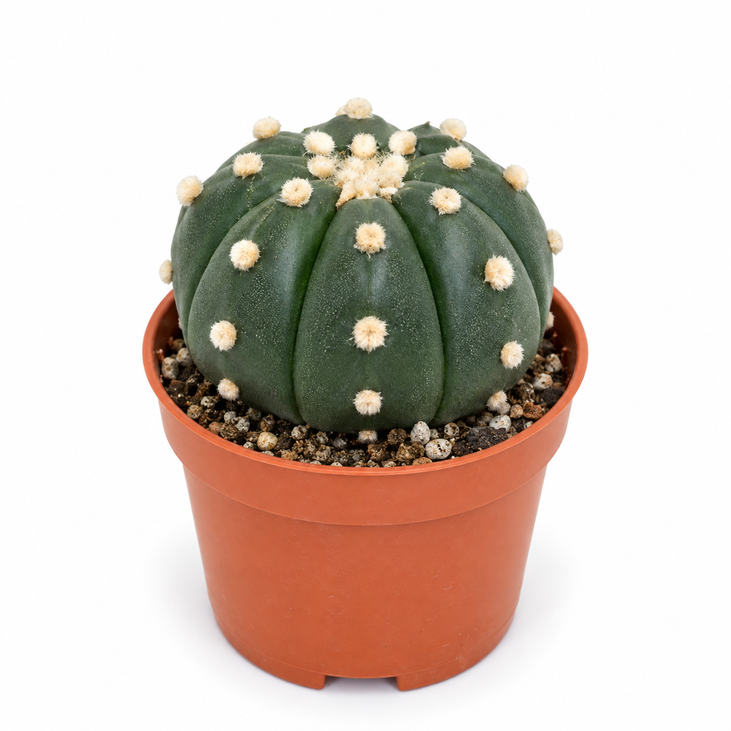 Astrophytum Asterias