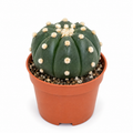 Astrophytum Asterias