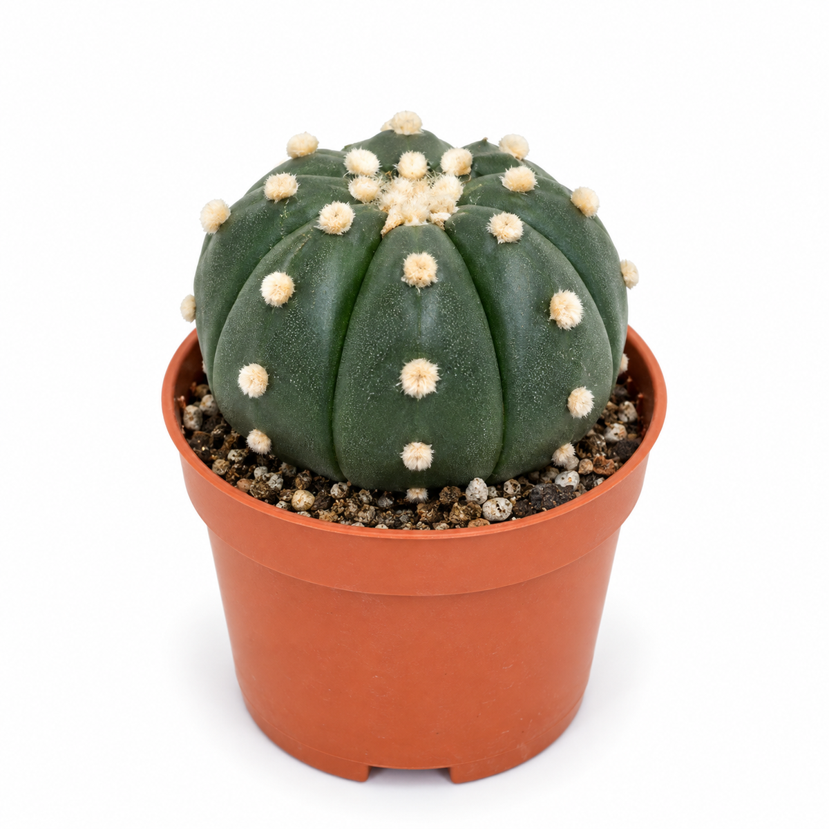 Astrophytum Asterias