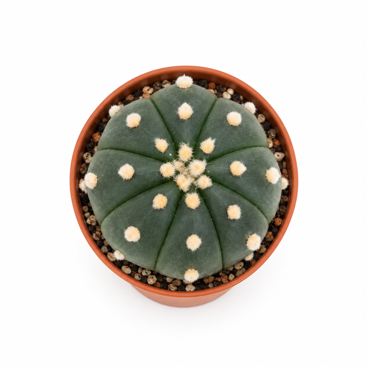 Astrophytum Asterias