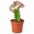 Euphorbia Lactea Cristata
