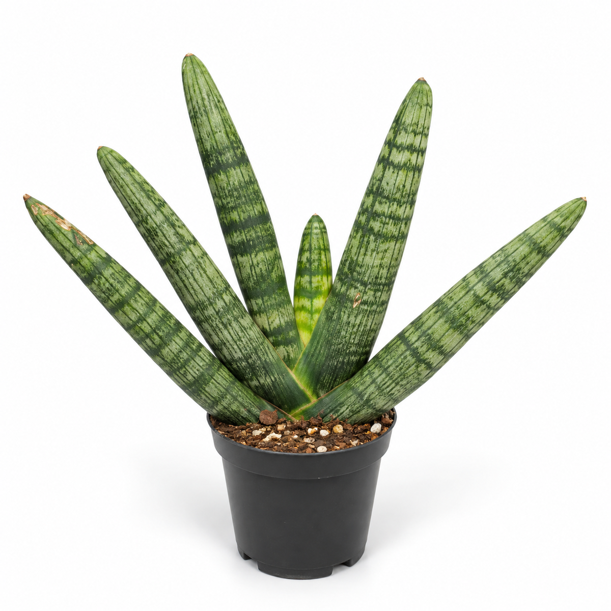 Sansevieria Cylindrica Skyline XL