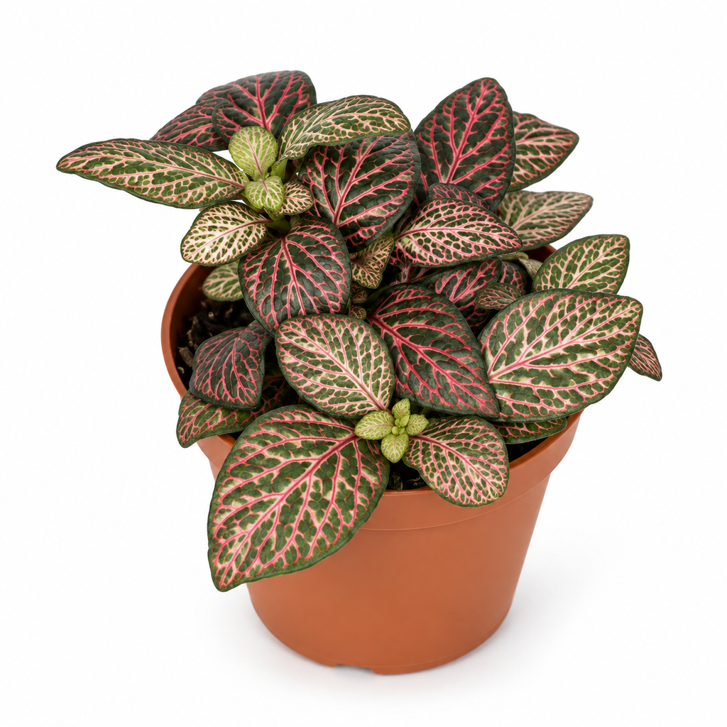 Fittonia Varios Colores