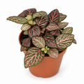 Fittonia Varios Colores