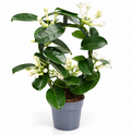 Jazmín de Madagascar (Stephanotis floribunda)