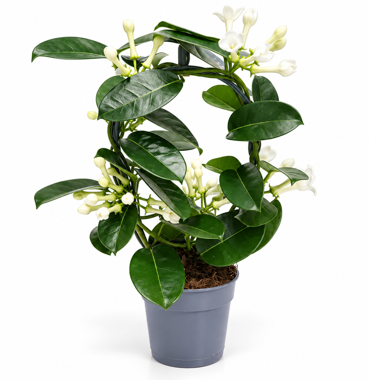Jazmín de Madagascar (Stephanotis floribunda)