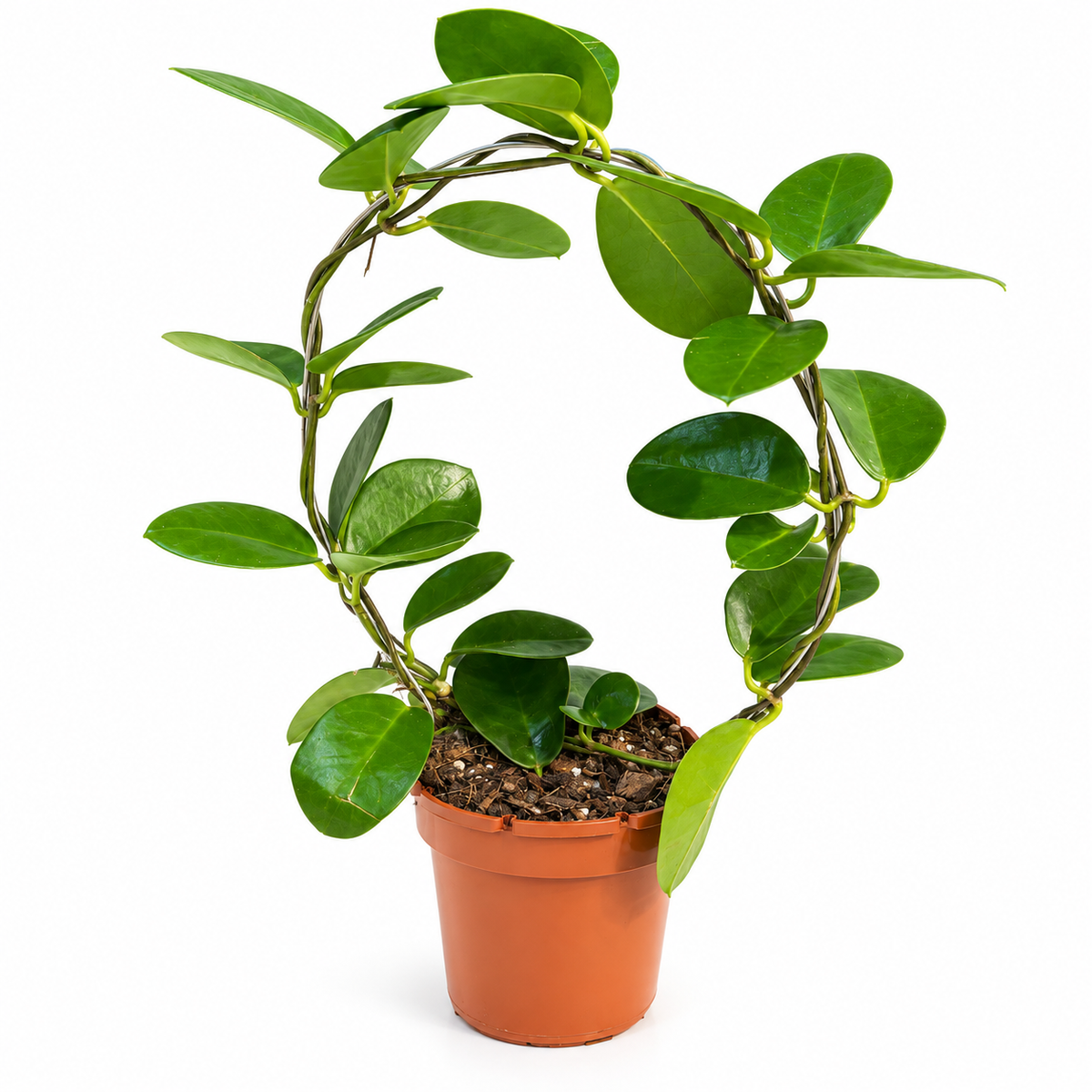 Hoya Australis