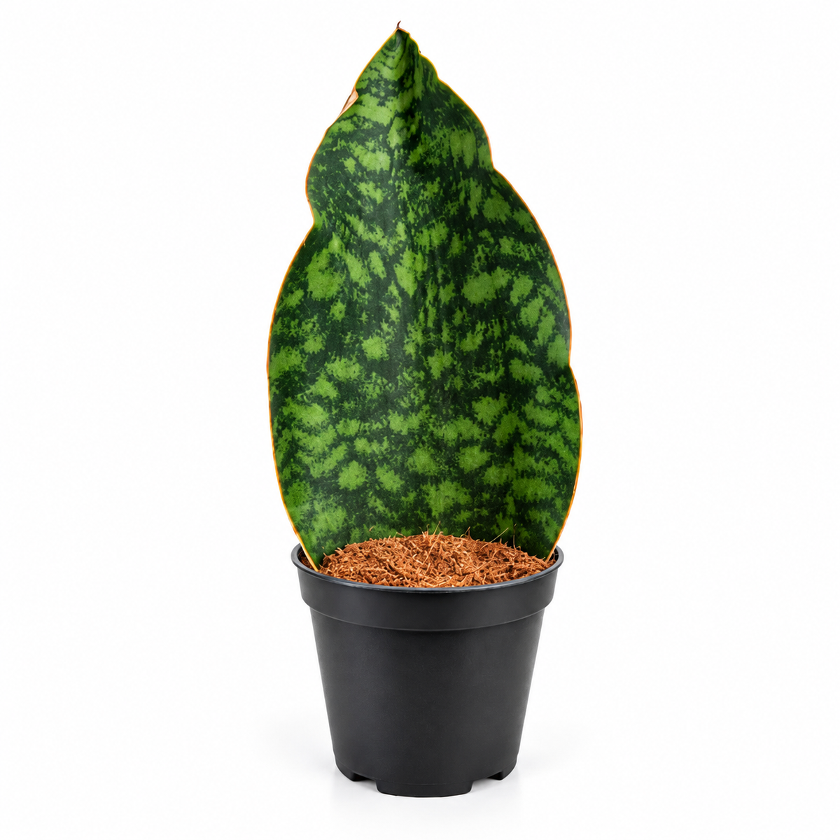 Sansevieria Masoniana (Lengua de Ballena)